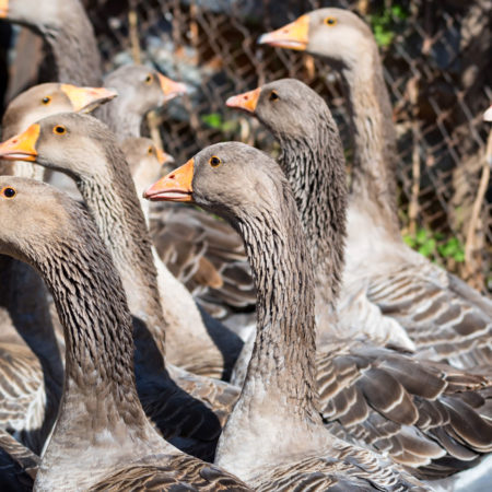 84796330 - domestic geese on traditional farm