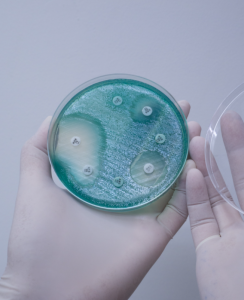 Pseudomonas aeruginosa