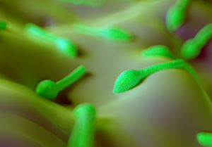 Clostridium perfringens