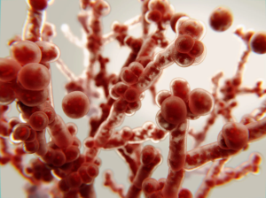 Candida albicans