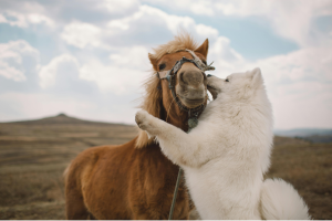 domaine des équidés & animaux de compagnie
