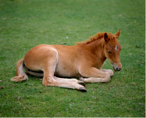 Rhodococcus equi poulain maladie prévention