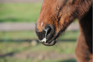 Streptococcus equi maladie chevaux prévention entretien