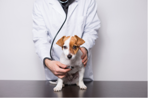 Parvovirus canin chiot vétérinaire maladie