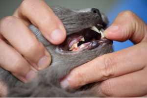 Calicivirus félin maladie chat