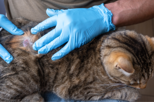 Microsporum canis maladie chat chien contagieux