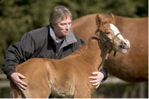 elevage chevaux haras hygiène eleveur