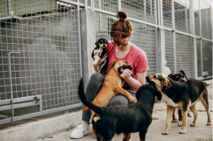 refuge chien chat animaux de compagnie adoption entretien hygiène