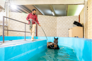 centre remise en forme chevaux rééducation soins hygiène